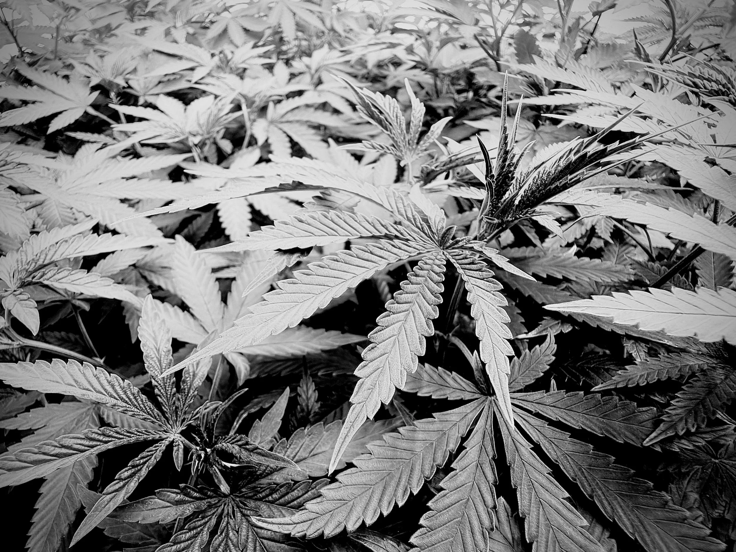Black and white photo of cannabis leaves covering the ground.
