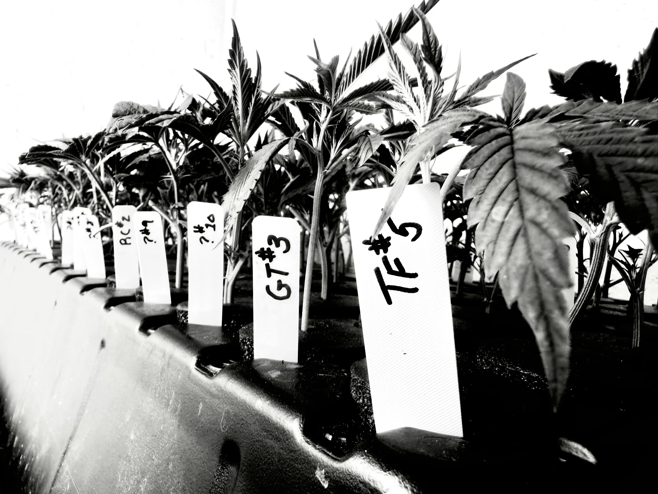 Close-up of potted plants with labels in black and white, on a table or shelf.