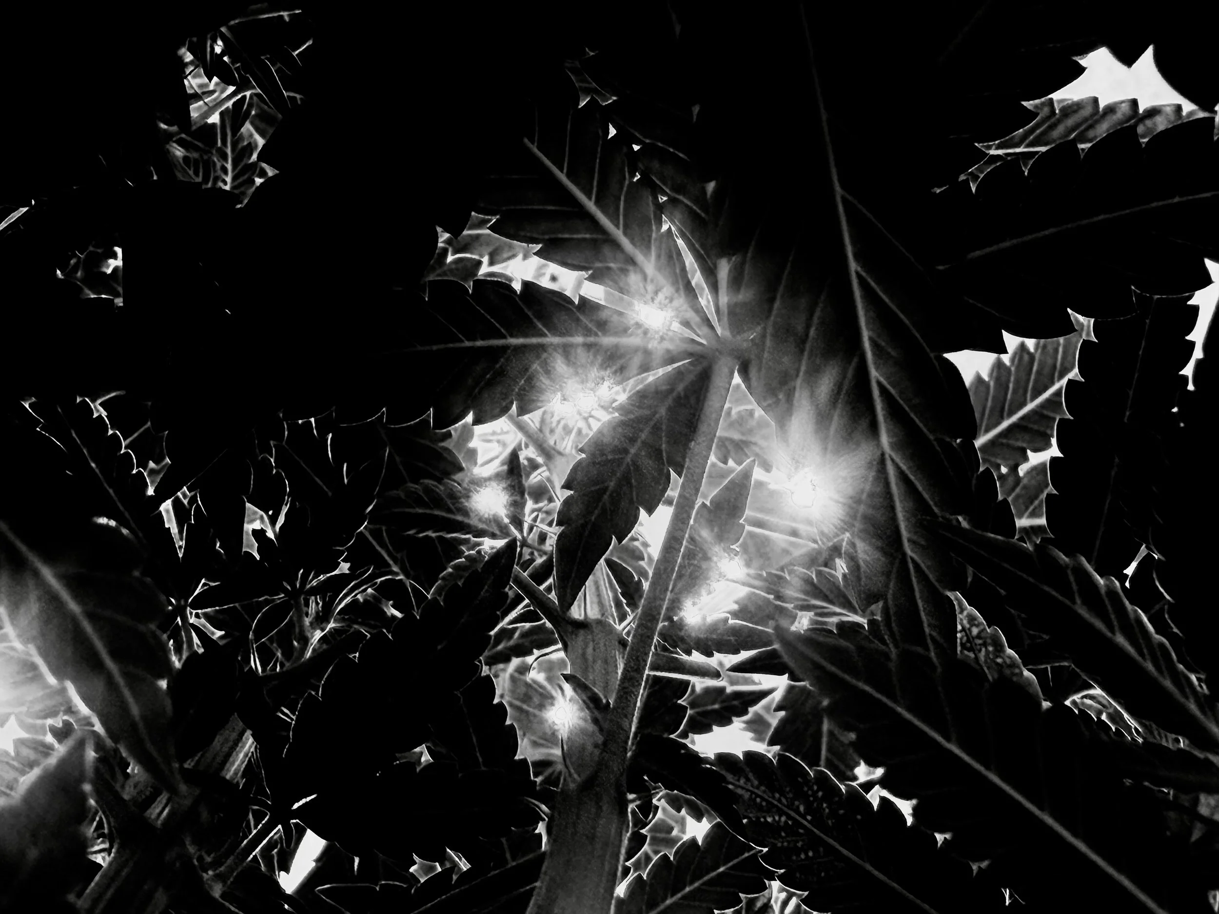Close-up of leaves and stems of a plant, with sunlight filtering through, in black and white.