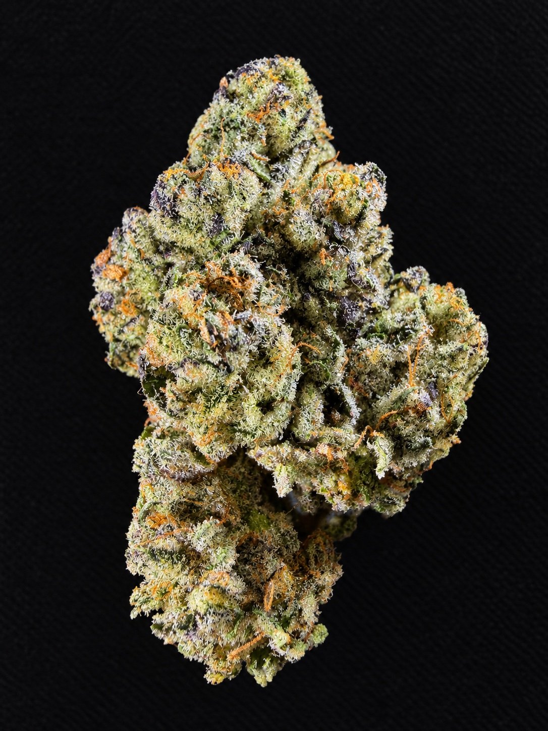 Close-up of a cannabis bud with green and purple hues, covered in trichomes against a black background.