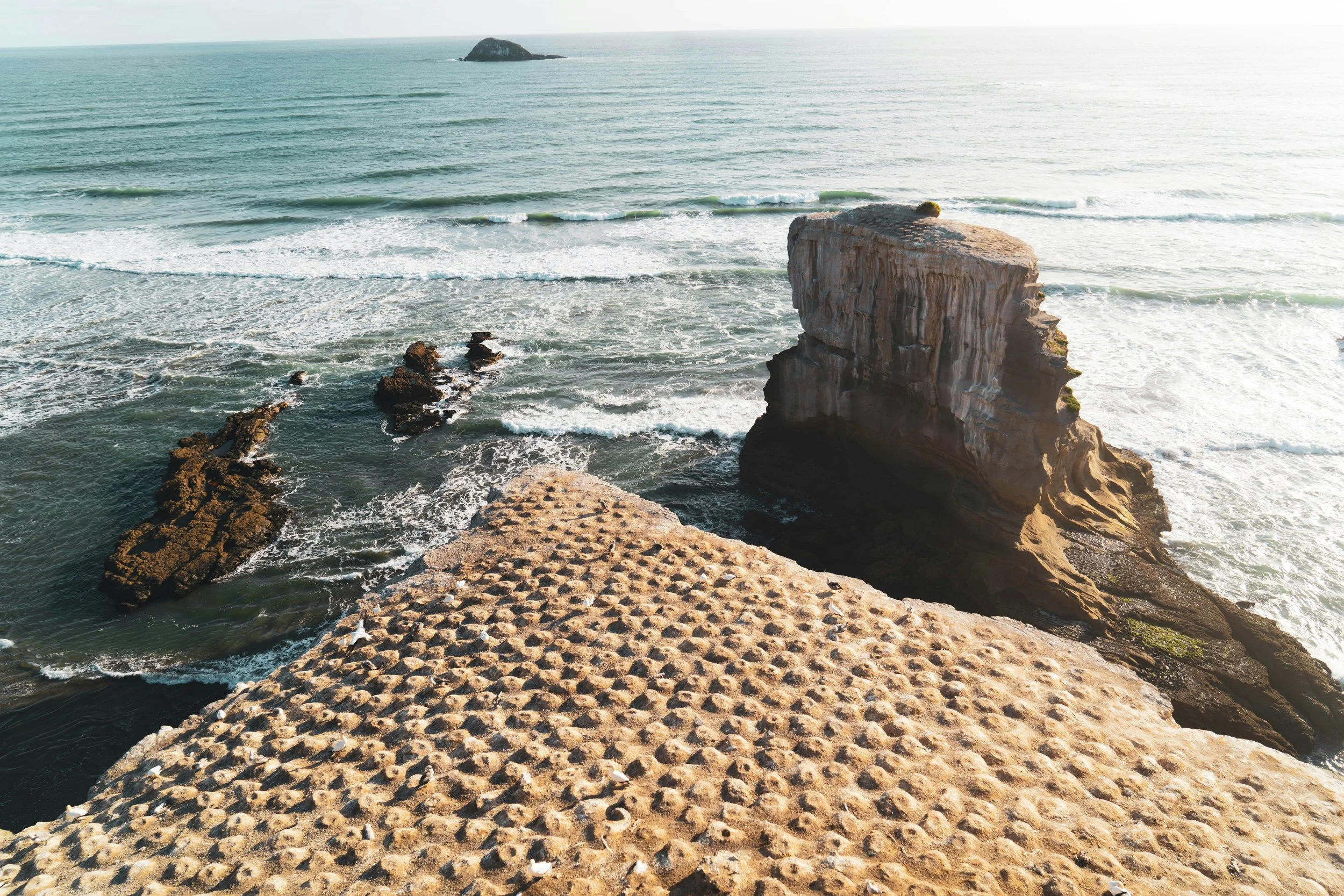 Gannets Muriwai.jpg