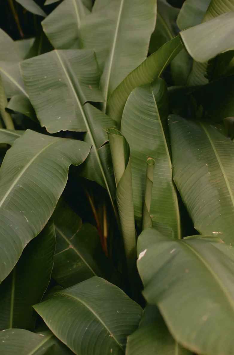 Large green tropical leaves