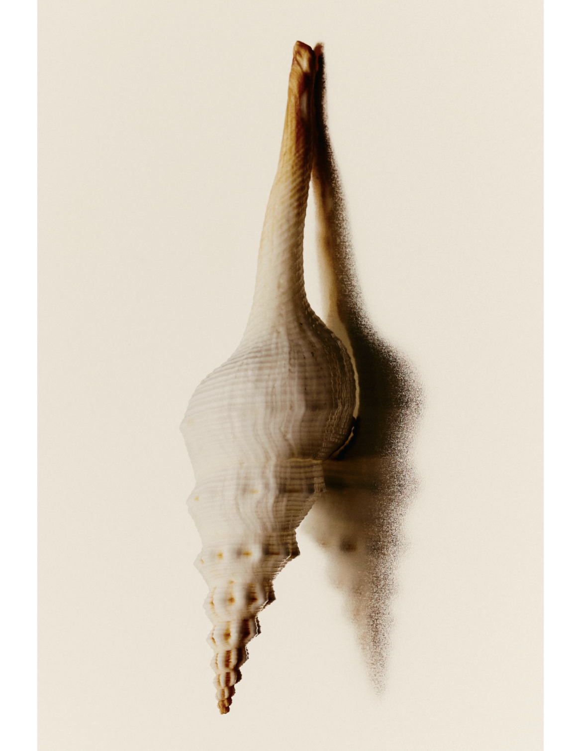 Seashell casting a shadow on a light wall