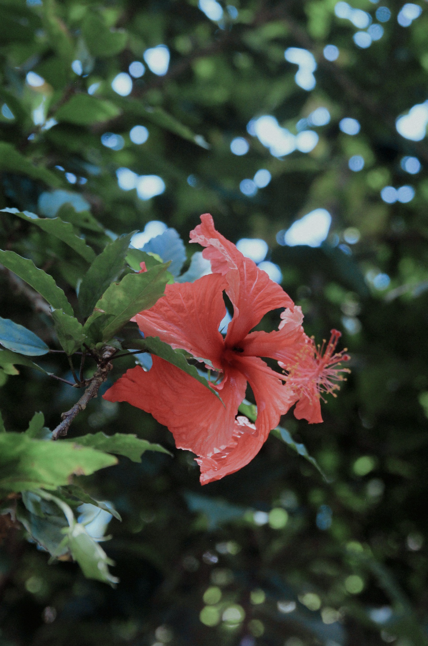 Close-up of a vibrant pink hibiscus flower blooming among green leaves with a blurred green and blue background.