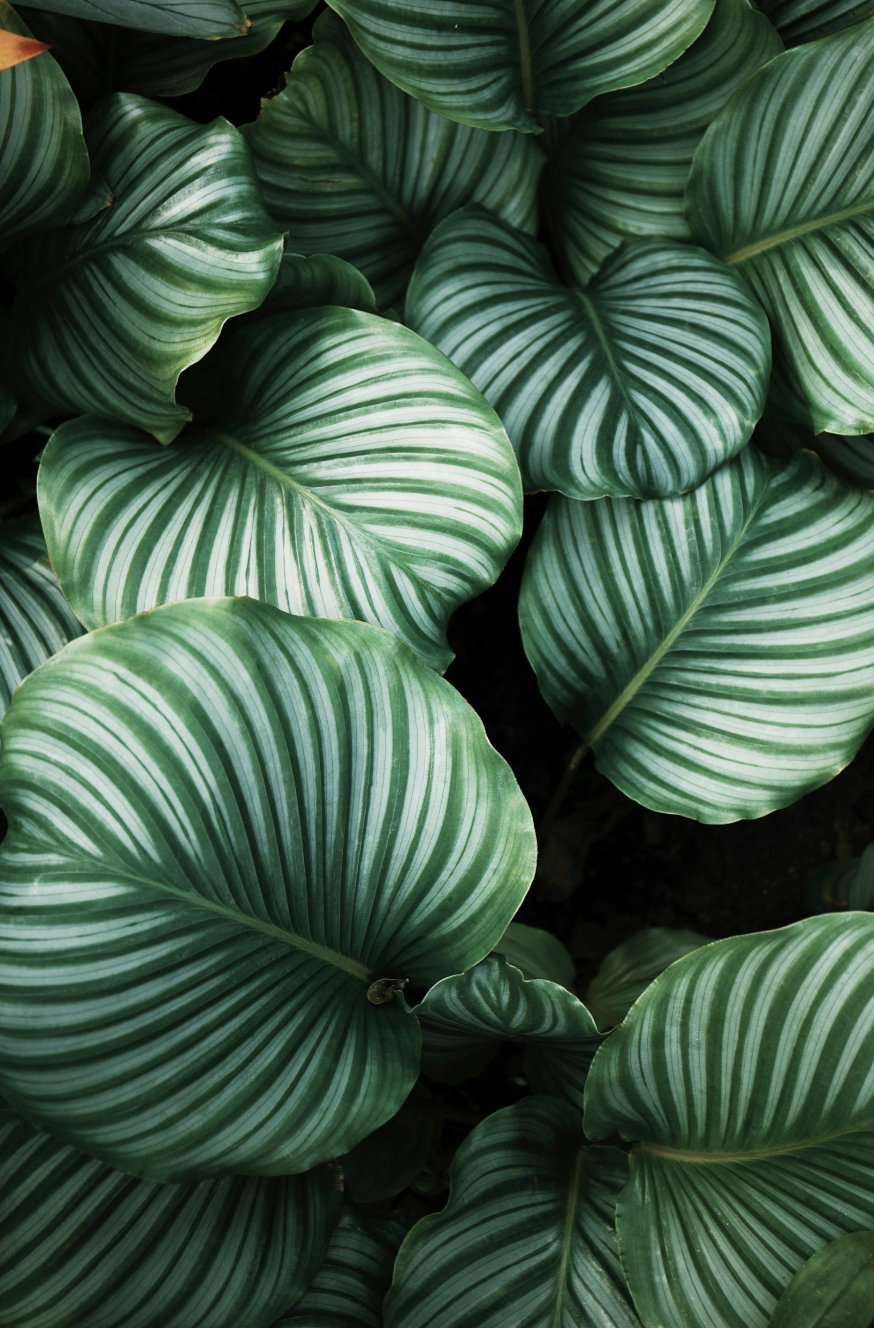Close-up of large green leaves with white stripes, overlapping each other.