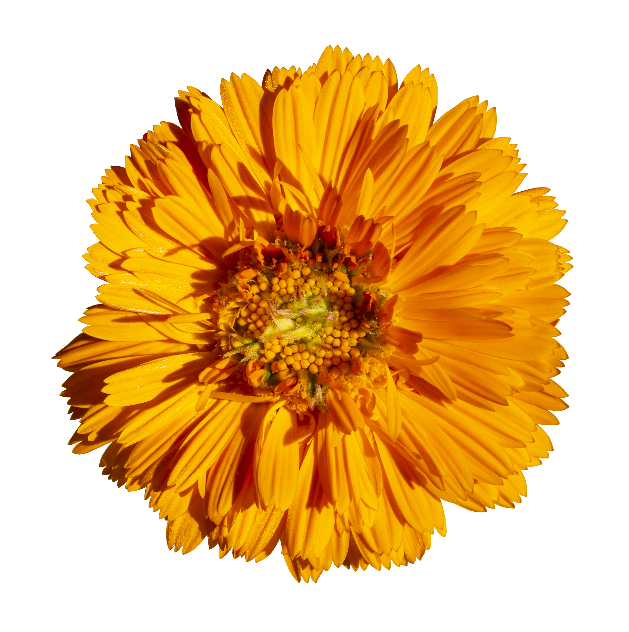 A close-up of a vibrant yellow-orange flower with layered petals and a detailed center, reflected on a shiny surface.