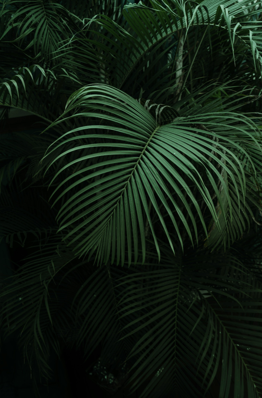 Close-up of lush green tropical palm leaves.