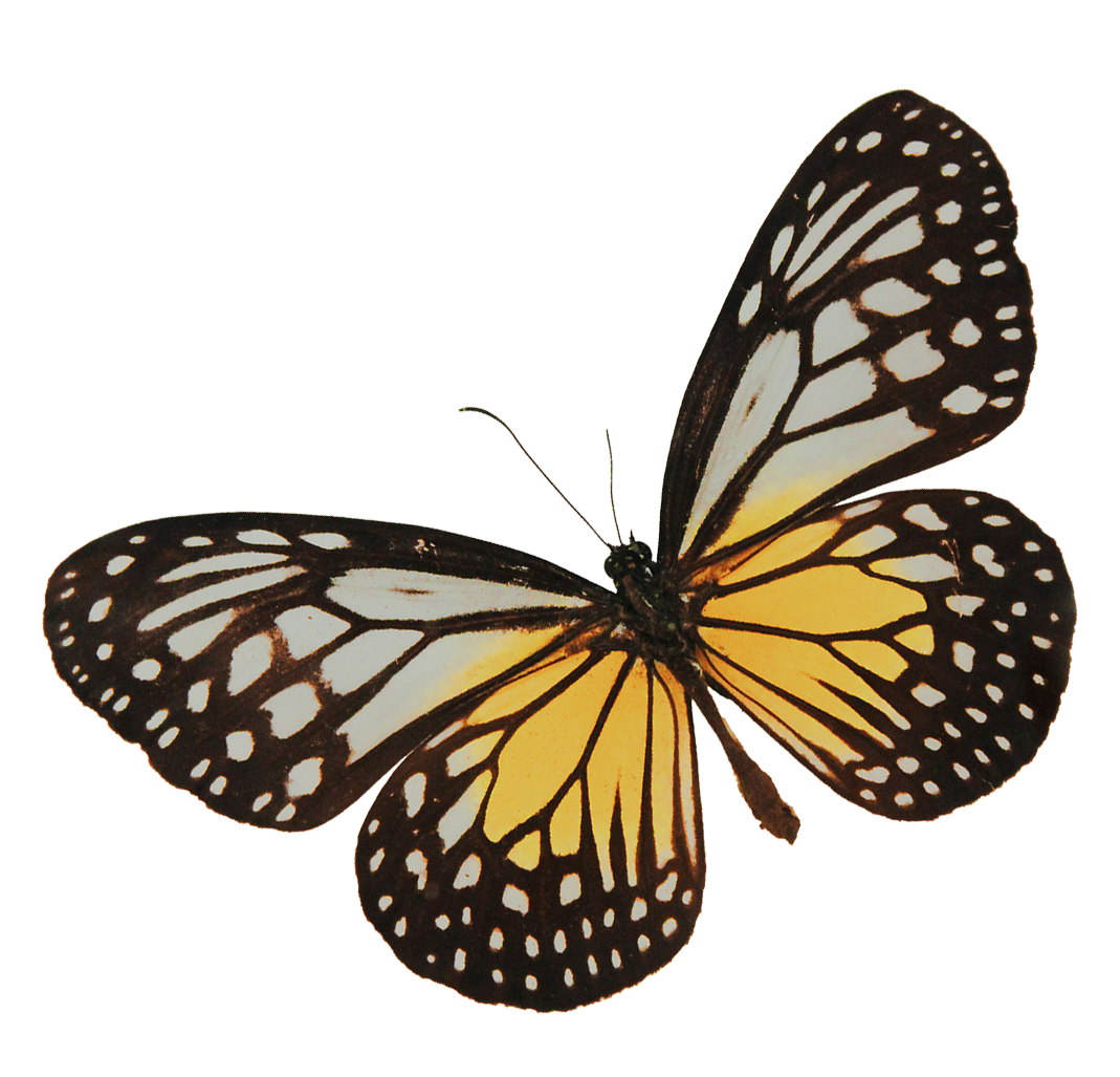 A monarch butterfly with orange and black patterned wings.