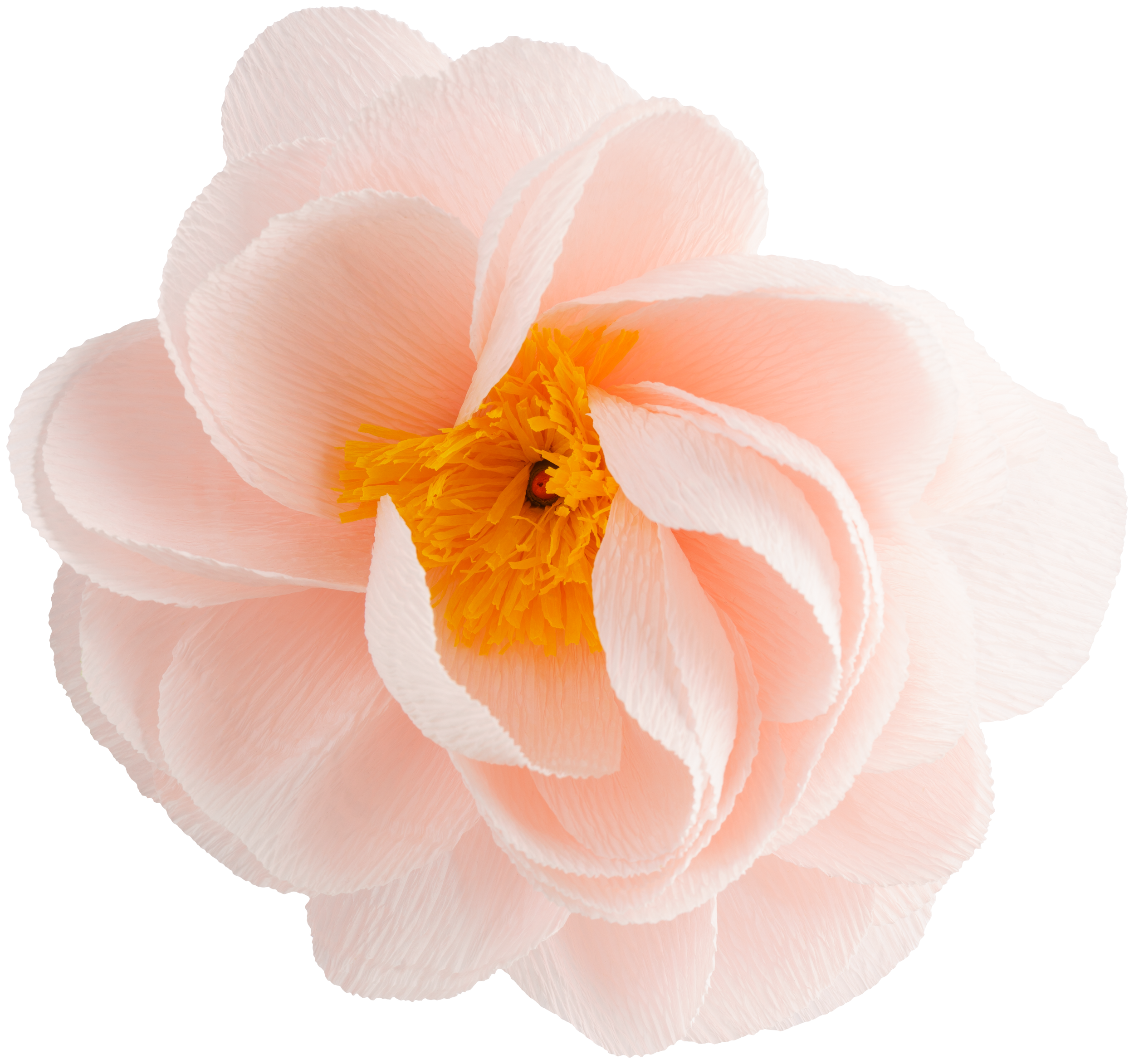 Close-up of a light pink peony flower with ruffled petals and orange-yellow center.