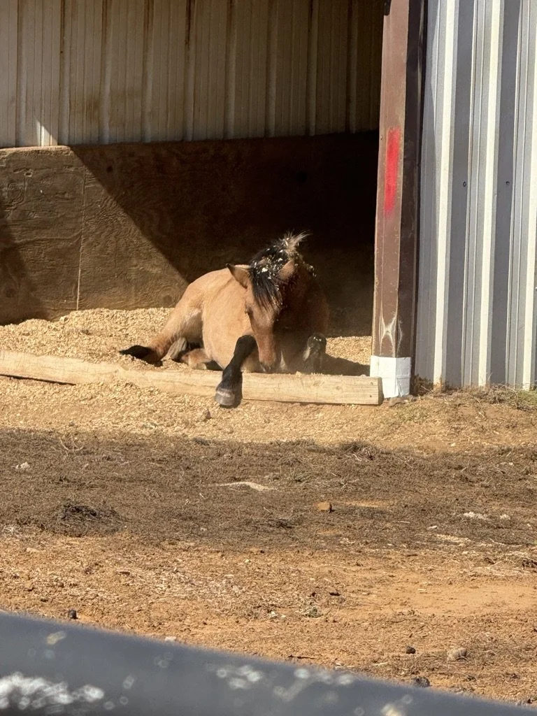 A small brown and black pony lying down on dirt ground in a barn or stable area, with sunlight casting a shadow on the background.