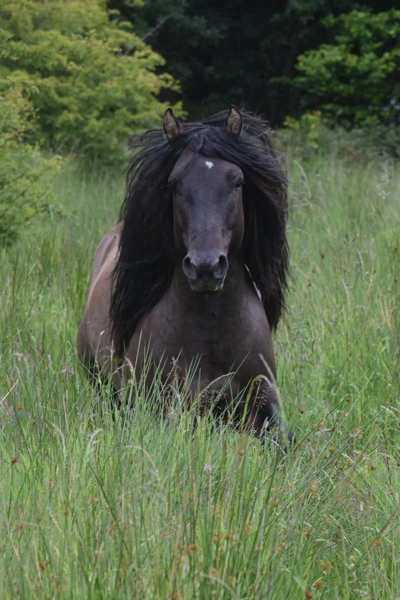 A black horse with a flowing mane lying in tall green grass in a field surrounded by trees.