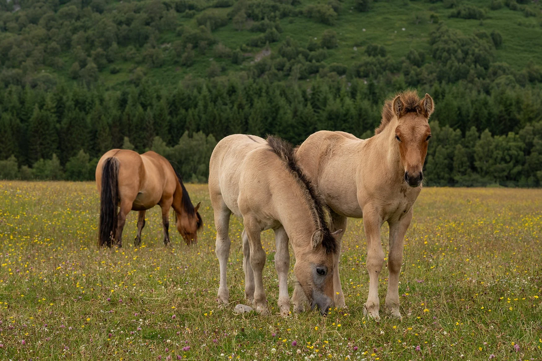 Three young horses grazing in a grassy field with a backdrop of green trees and hilly terrain.
