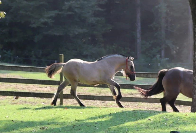 A white horse running on a green field with a black fence and trees in the background.