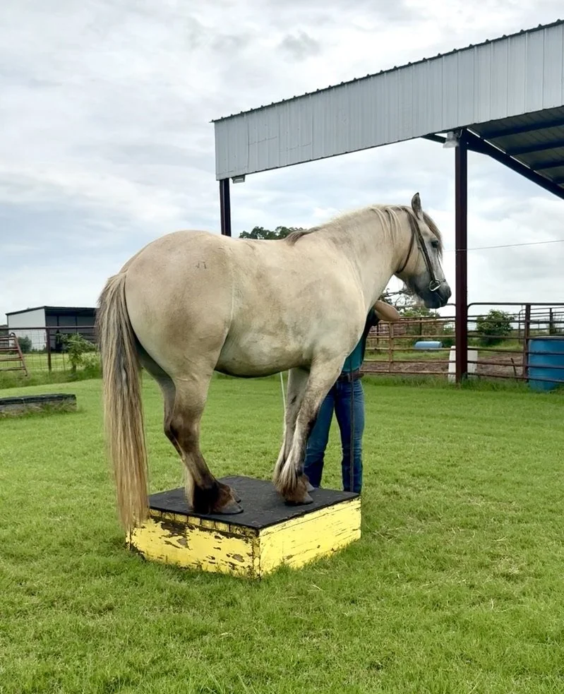 A beige horse standing on a raised black and yellow platform outdoors, with a person partially obscured beneath it, in a fenced grassy area under cloudy skies.