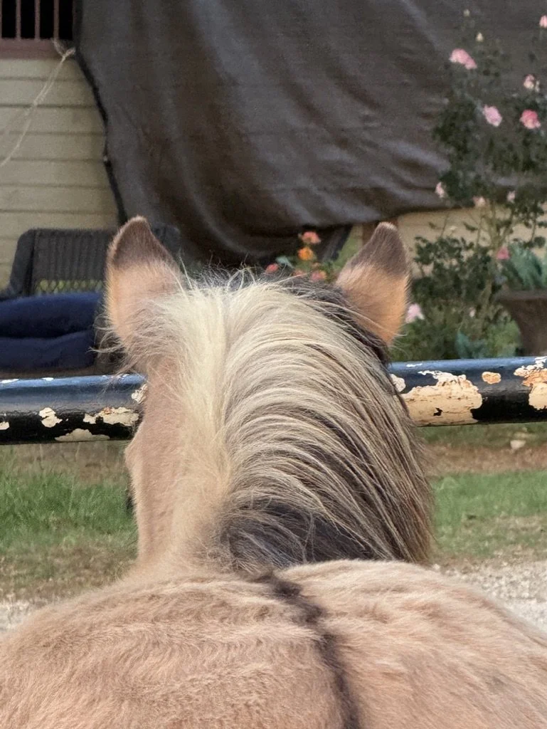 Back view of a light-colored horse with a flowing mane, standing outdoors near a black and white fence, with plants and flowers in the background.