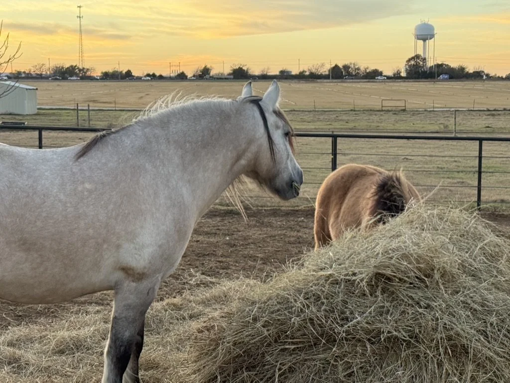 A white horse and a brown horse grazing on hay in a fenced pasture during sunset with a water tower and power lines in the background.