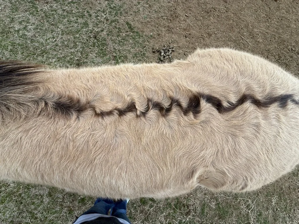 A horse standing on grassy and dirt ground, viewed from above, with a prominent dark stripe running along its back.