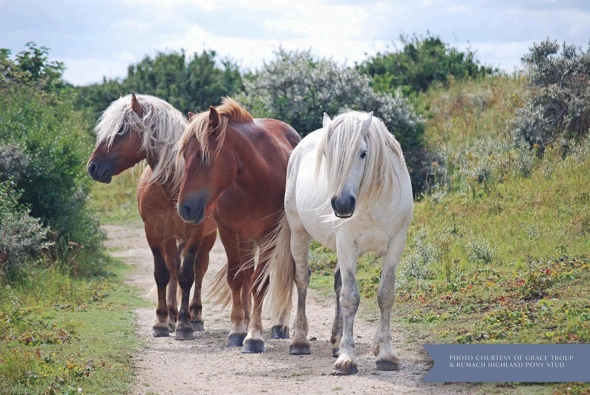 Four horses walking on a dirt path surrounded by greenery and bushes, under a partly cloudy sky. Highland ponies. Conservation grazing.