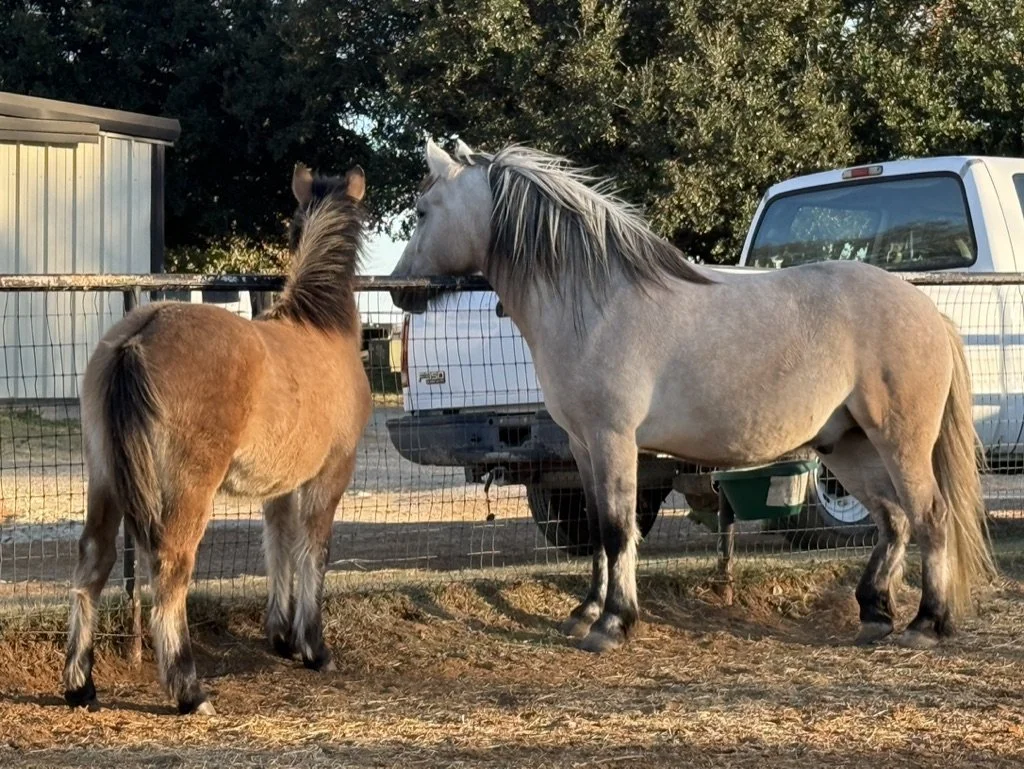 Two horses, one brown with black mane and the other gray with a white mane, stand near a metal fence at a farm. There are vehicles in the background under a tree.