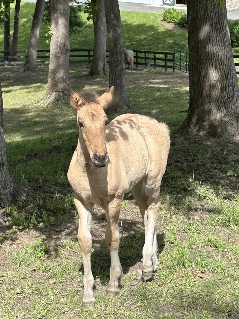 A baby horse standing on grass near trees with sunlight and shade, and a fence in the background.