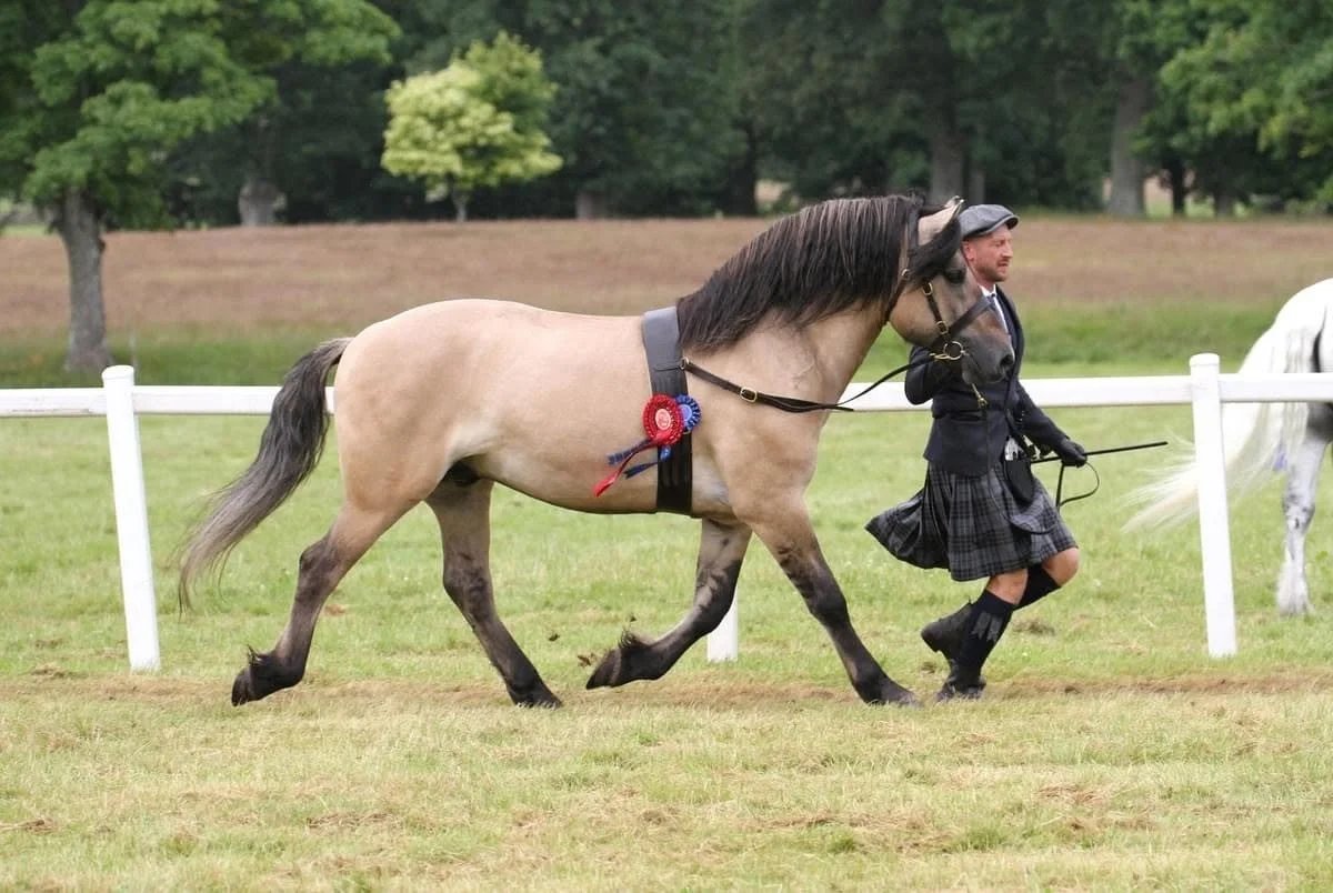 A man in traditional Scottish attire, including a kilt, leading a beige horse with a black mane and tail, within a fenced grassy area. The horse has a ribbon rosette attached to its saddle.