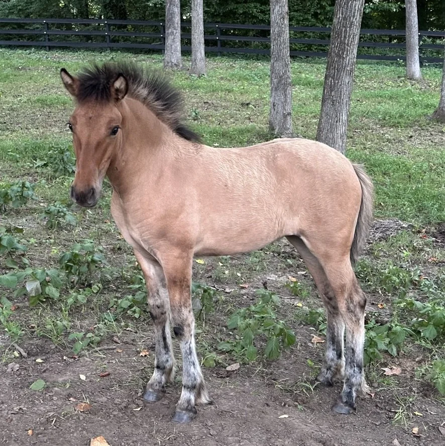 A small, light brown foal with a dark mane and striped legs standing on grass in a wooded area with trees and a fence in the background.