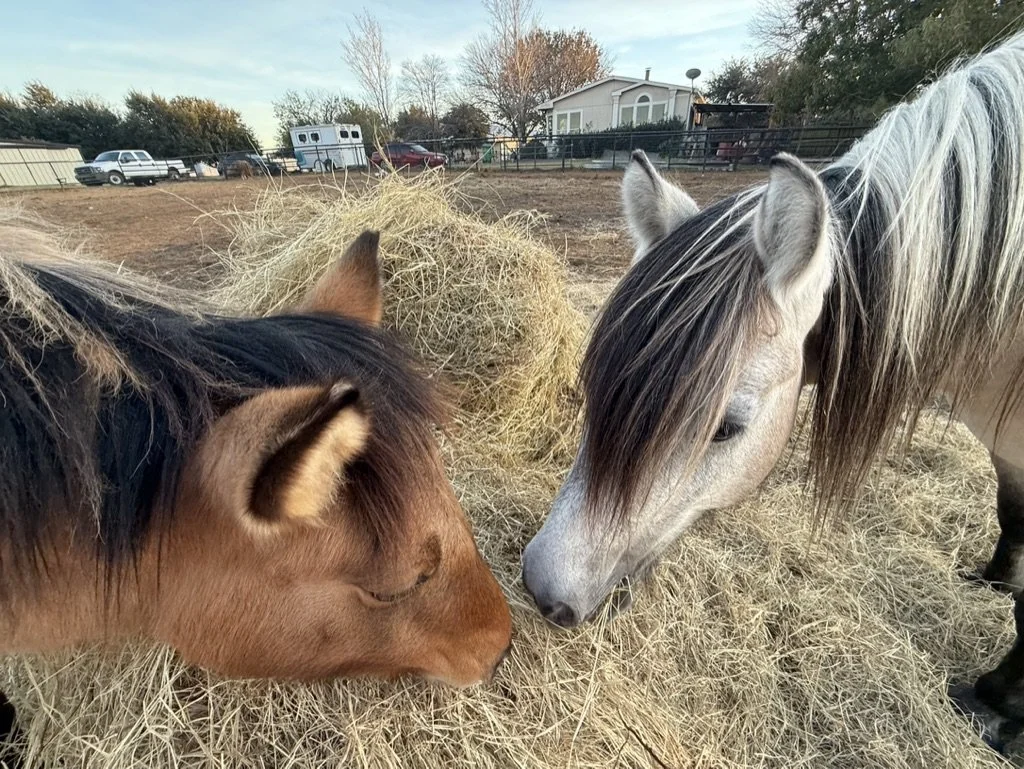 Two horses, one brown and one gray, eating hay outdoors in a fenced area on a farm or ranch.
