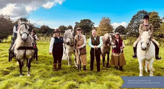 Group of seven people with four white and black horses on a grassy field during daytime. Highland ponies. Versatility.