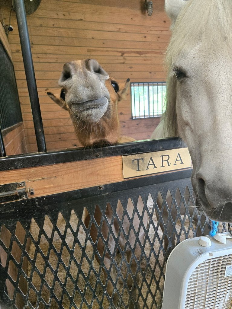 A close-up of a white horse and a llama in a barn, with the llama looking at the camera and the horse's head partially visible near the bottom right. The llama appears to be smiling and standing behind a black metal and wooden stall.