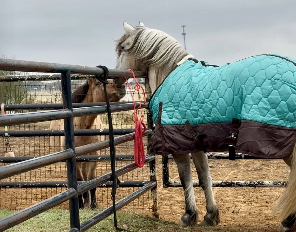 A white horse wearing a teal quilted blanket with black straps, leaning over a metal fence to nuzzle a brown horse on the other side.