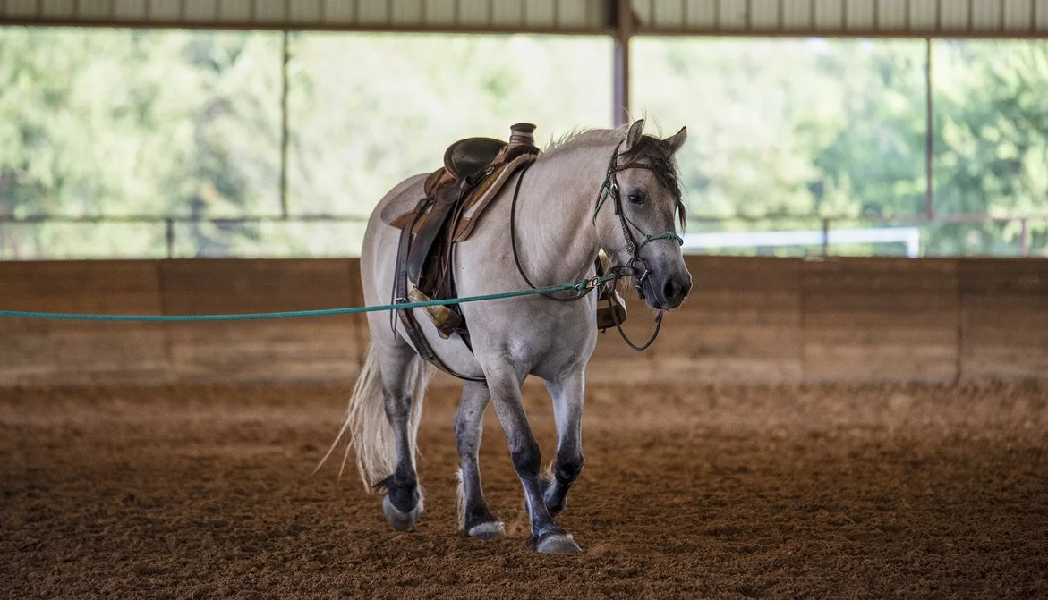 A light-colored horse with a saddle and bridle standing in an indoor riding arena with brown dirt floor and large windows showing green trees outside.