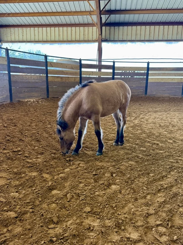 A small brown and black horse standing on dirt in an indoor riding arena, grazing with a wooden fence and metal roofing overhead.
