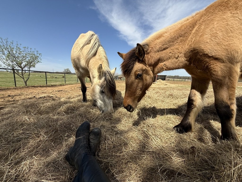 Two horses grazing on hay in a fenced field on a sunny day.