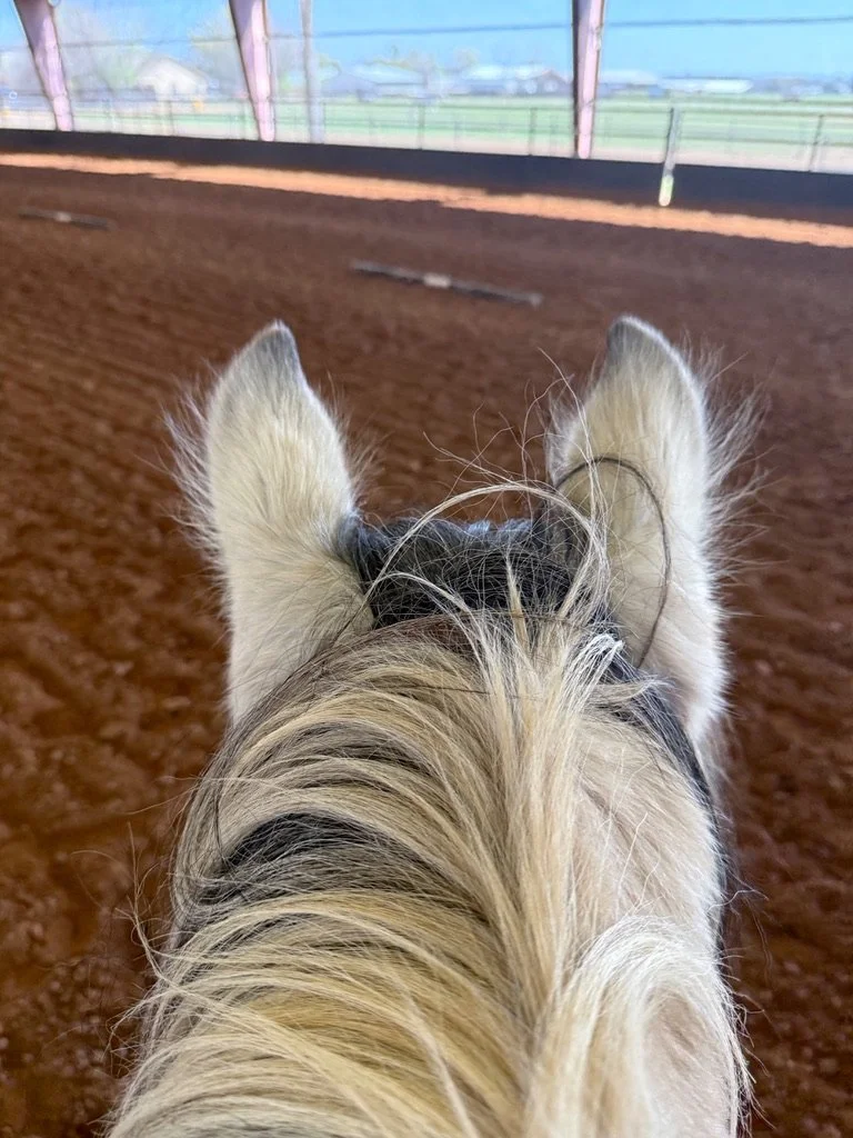 Photo taken from the rider's perspective on a horse with blond and black mane, riding on a dirt track inside an indoor arena with a blue wall and windows in the background.