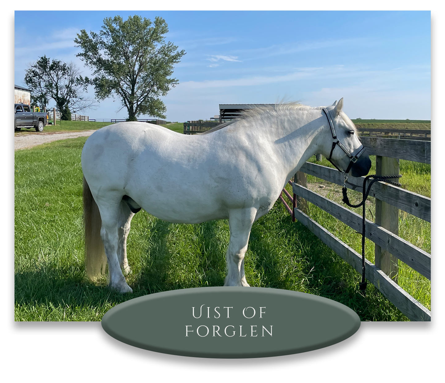 A white horse standing by a wooden fence on a grassy field with trees and blue sky in the background.