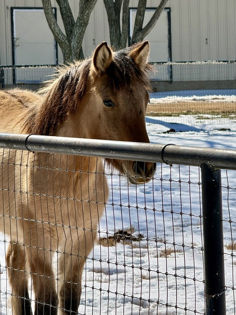A brown horse with a dark mane standing behind a metal and wire fence in a snow-covered enclosure, with trees and a building in the background.