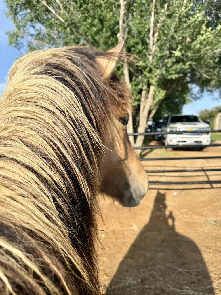 Close-up of a brown horse's head with a blonde mane, standing outdoors near a fenced area with trees and parked cars, with its shadow cast on the ground.