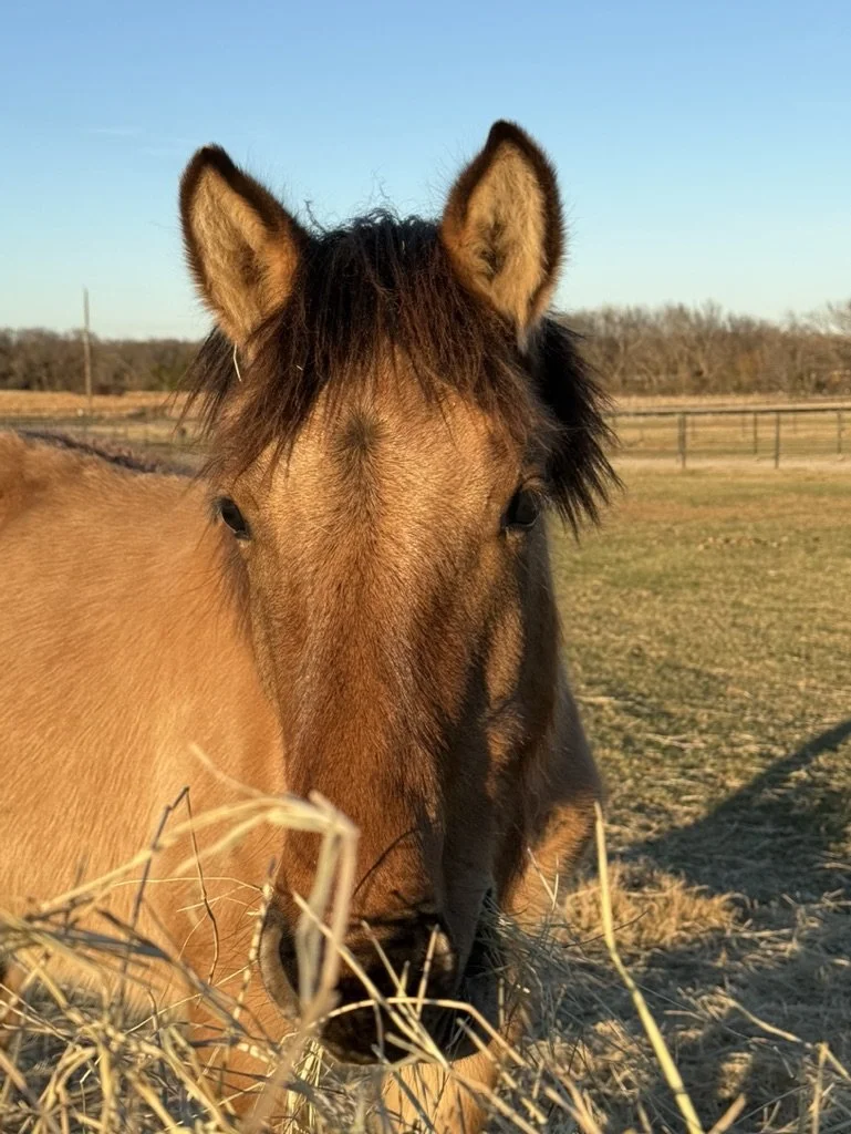 A close-up of a horse's face in a grassy field on a sunny day.