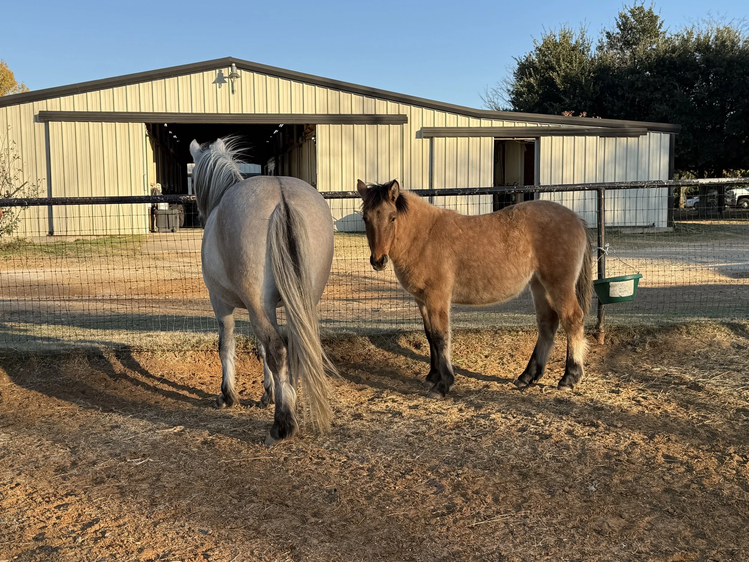 A gray horse and a brown pony stand in a fenced outdoor area near a metal building, with trees and parked cars in the background.