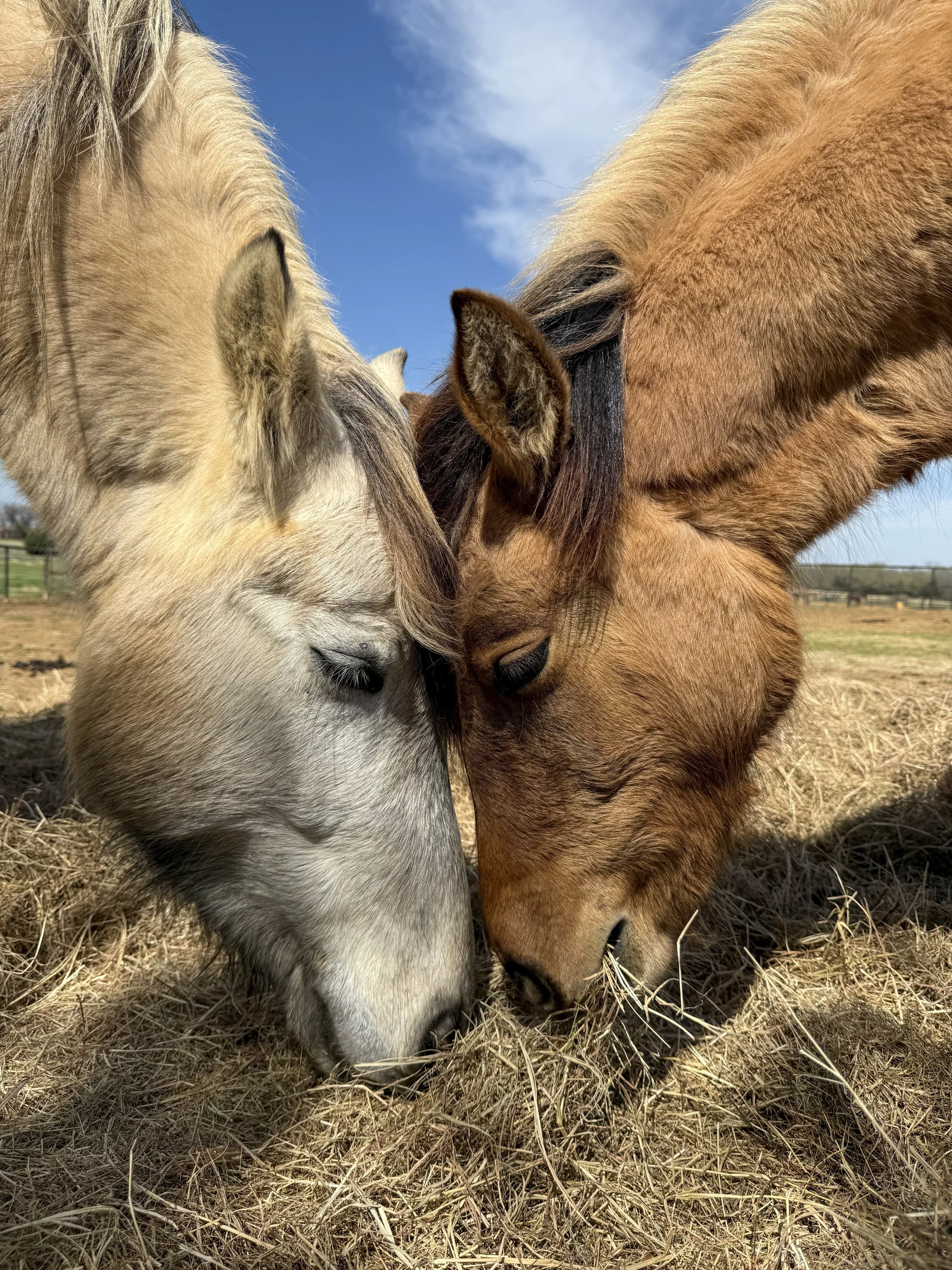 Two horses, one white and one brown, are touching heads with their eyes closed, standing on dry grass under a partly cloudy blue sky.