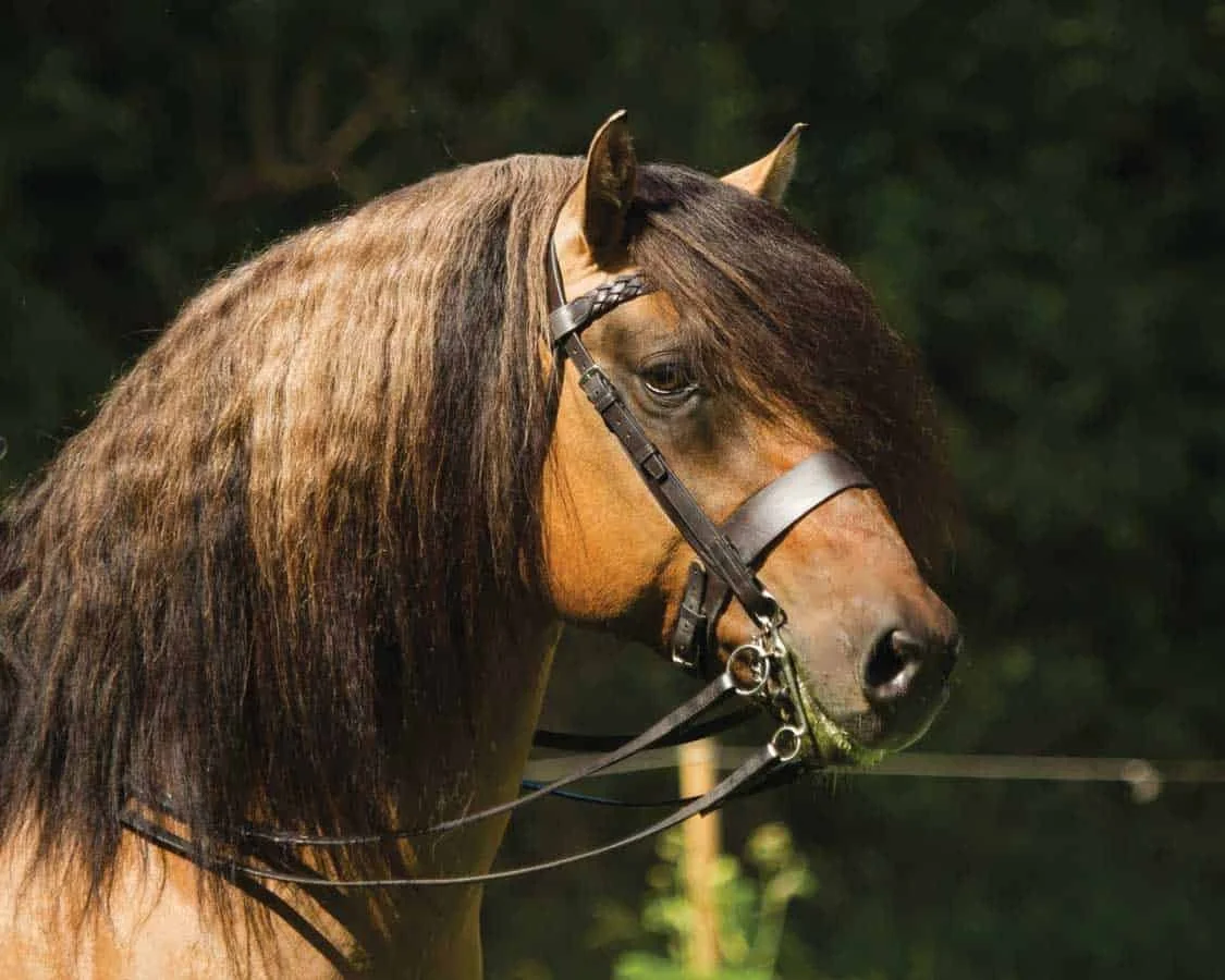 Close-up of a brown horse with a long, dark mane wearing a bridle, standing outdoors with a dark green background. Highland pony. Yellow dun.