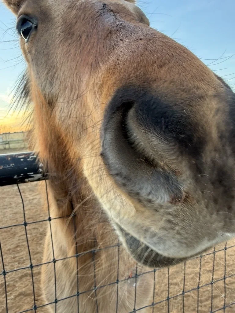 Close-up of a horse's face and nose pressed against a wire fence, outdoors with a dirt ground and a sunset sky in the background.