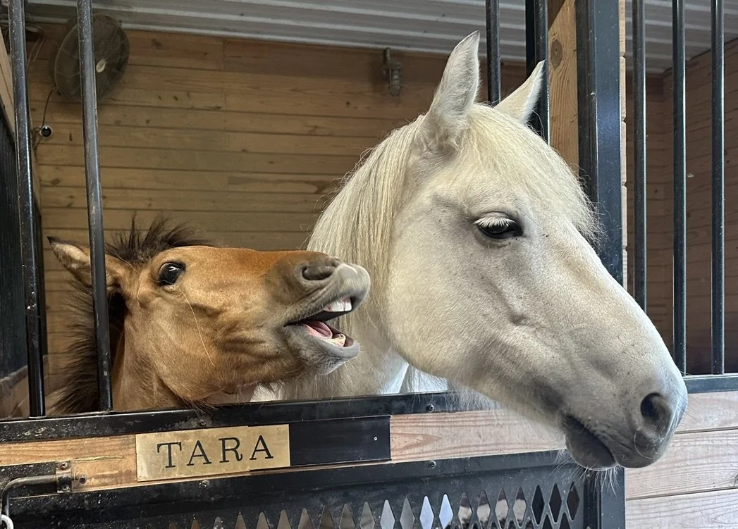 A happy brown horse with a wide smile showing its teeth next to a calm white horse, both looking out from their stable.