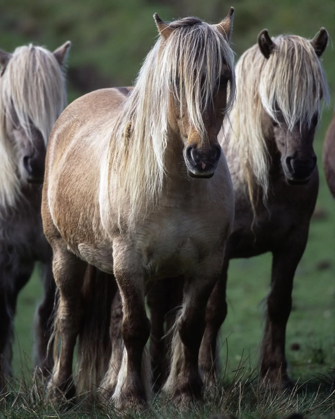 Three palomino Icelandic horses standing on grass outdoors, with a blurred green landscape background.