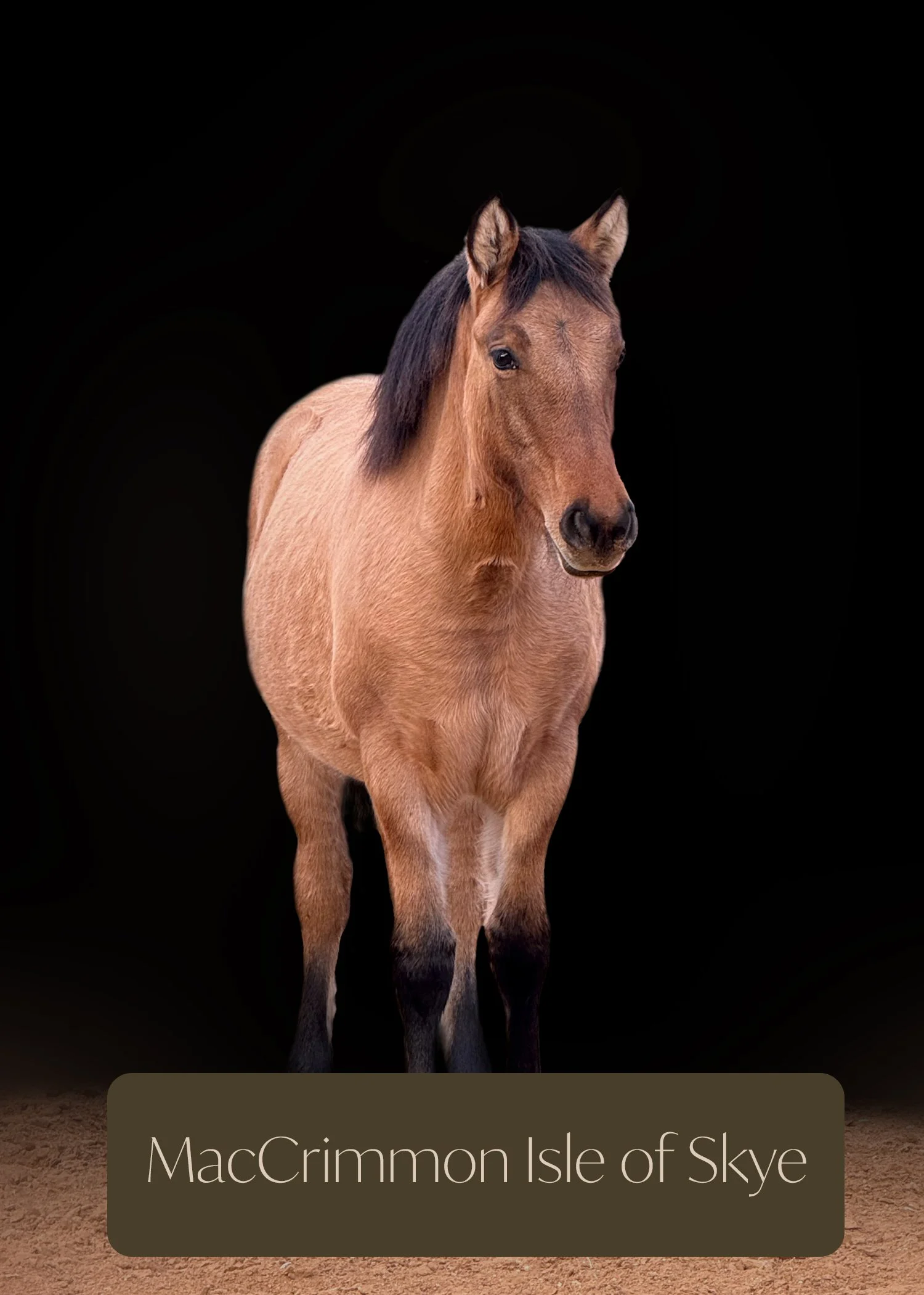 A horse standing on a dirt ground against a black background with a caption reading 'MacCrimmon Isle of Skye'.