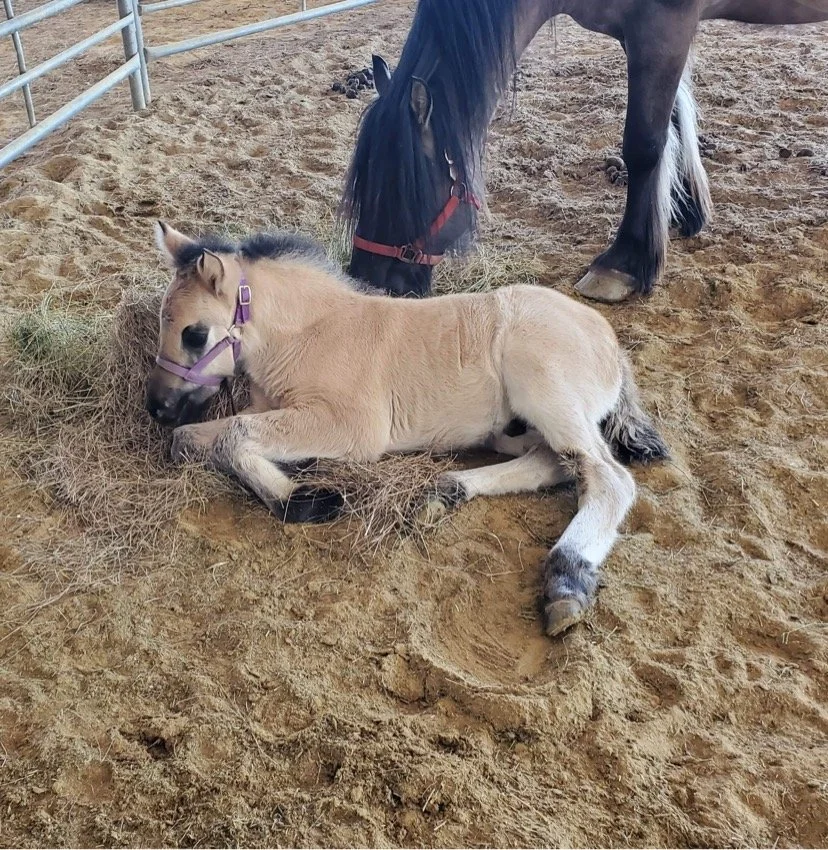 A small light brown foal is lying down on a patch of dry grass and dirt, wearing a purple halter, with a larger dark brown horse with a black mane and tail standing nearby in a sandy paddock.