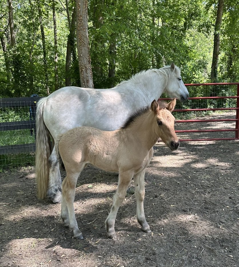 A white adult horse and a tan foal standing outdoors on dirt, with trees in the background and a red metal gate nearby.