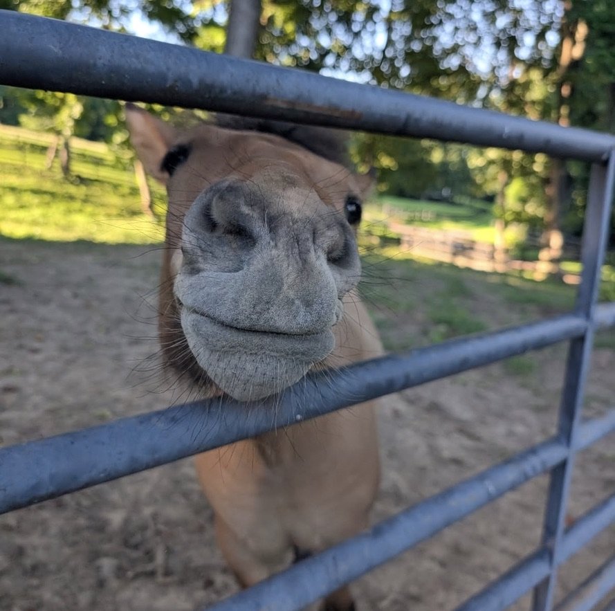 A close-up of a horse's face with its nose pressed against a metal fence, in an outdoor setting with trees and a dirt ground.