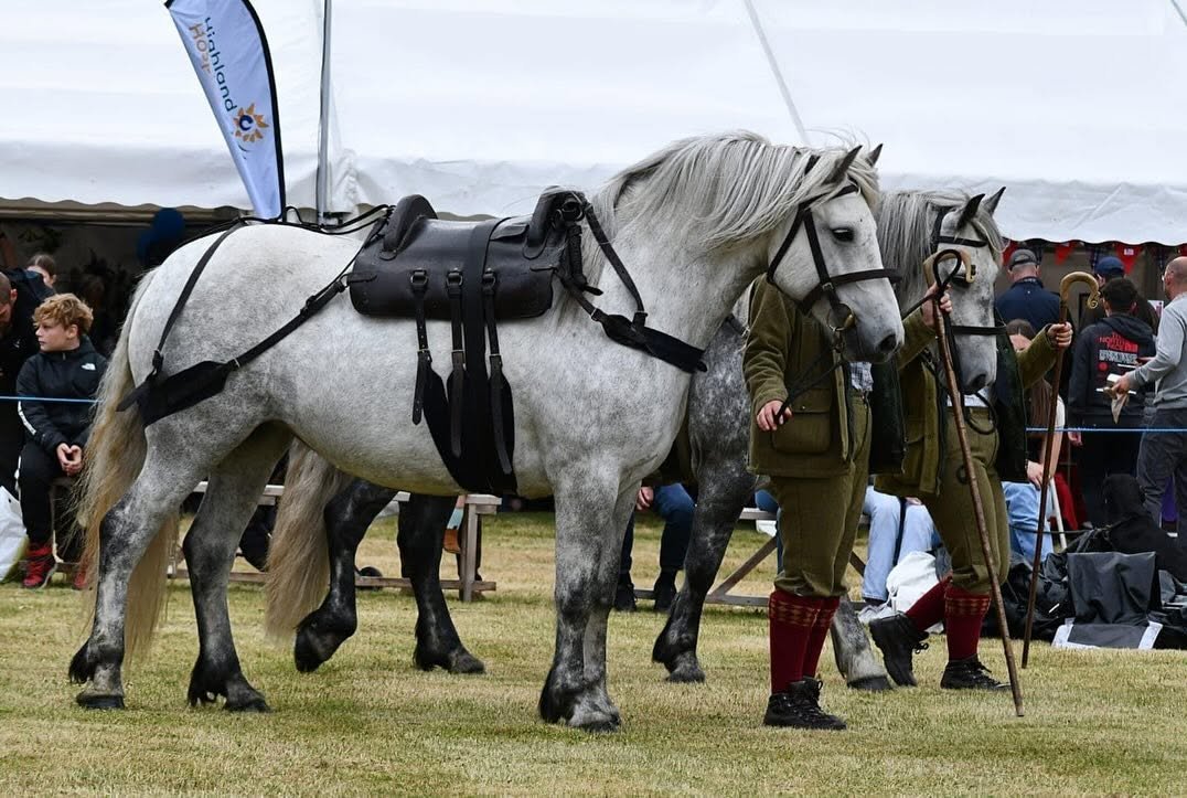 Gray and black horses standing on grass with people around them at an outdoor event. One horse has a saddle, and two people are holding the horses.