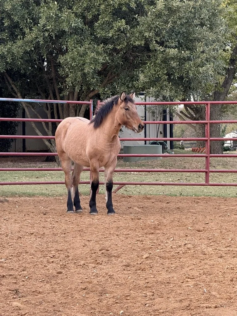 A small brown horse standing in a fenced dirt arena with trees and some buildings in the background.